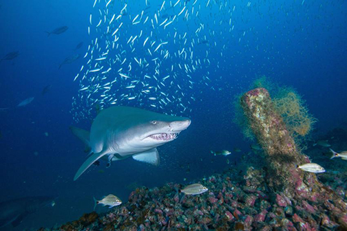 shark and other marine life underwater