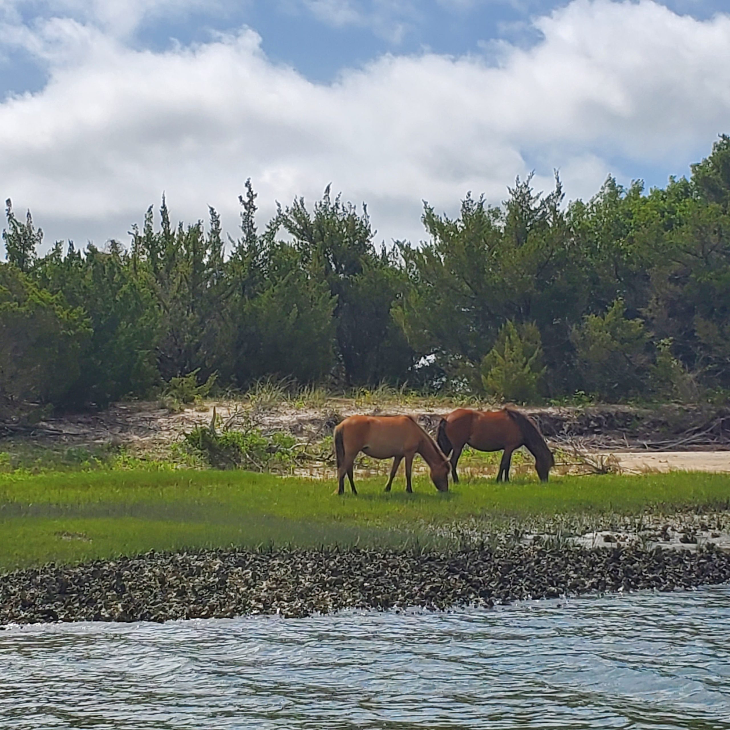 two horses eat grass on a barrier island