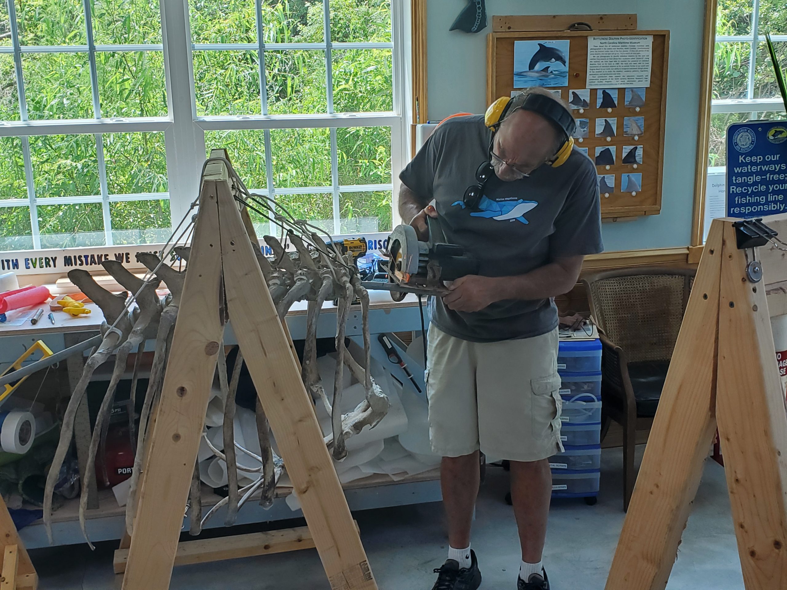 Man working on whale skeleton