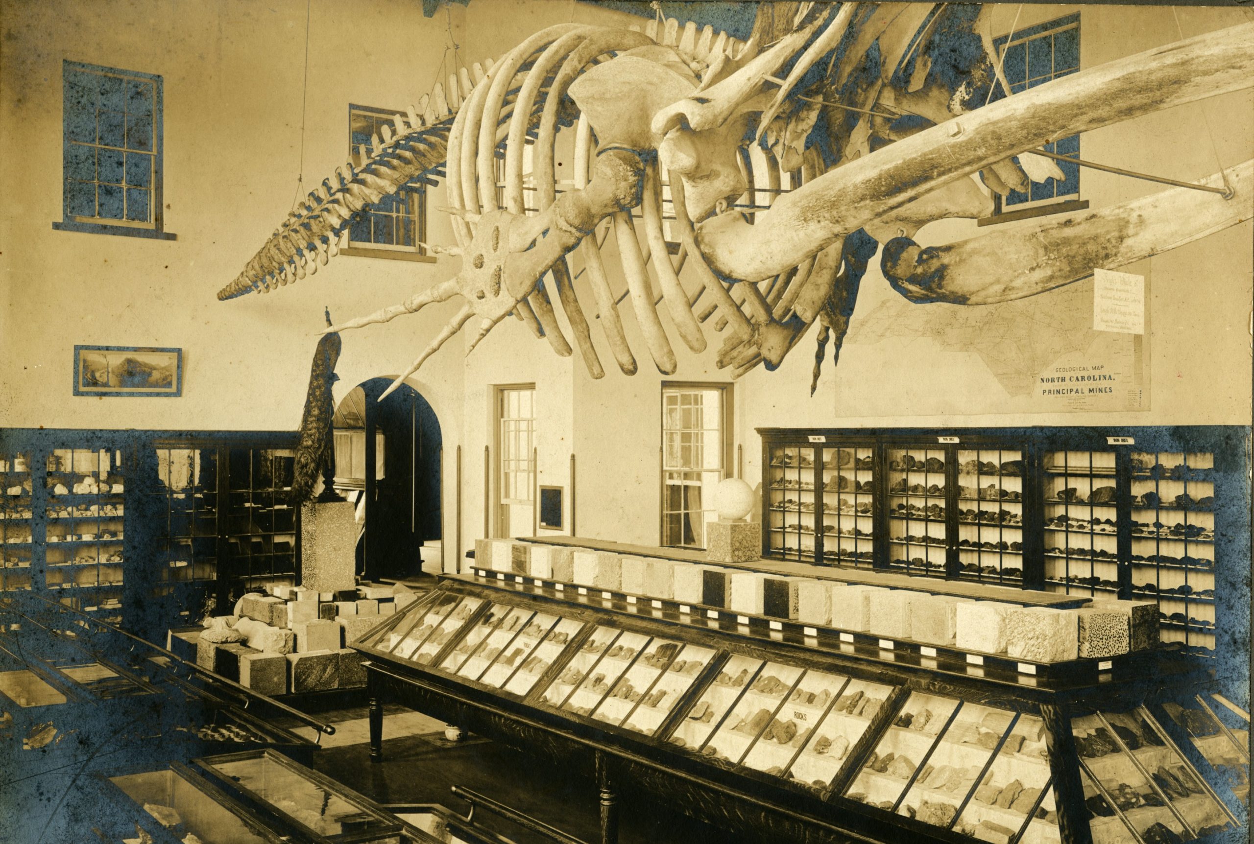 whale skeleton suspended over display cases