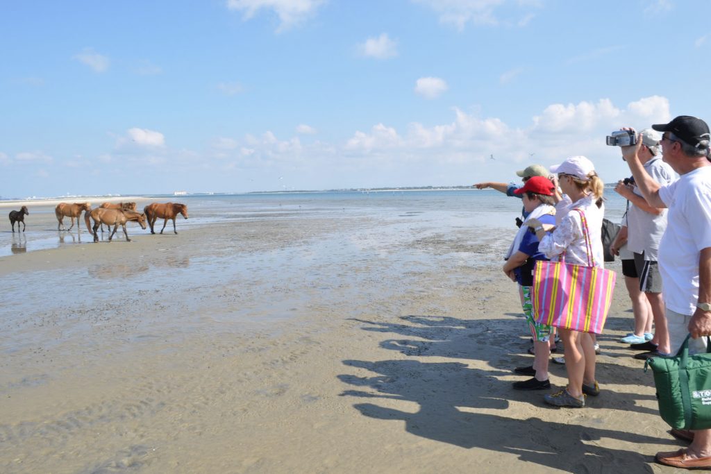people on beach looking at a herd of horses standing in ocean near the shore