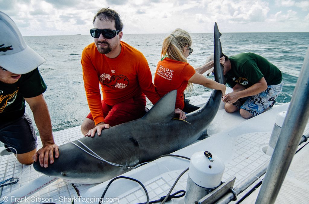 two men and two women on a boat with a shark to tag it