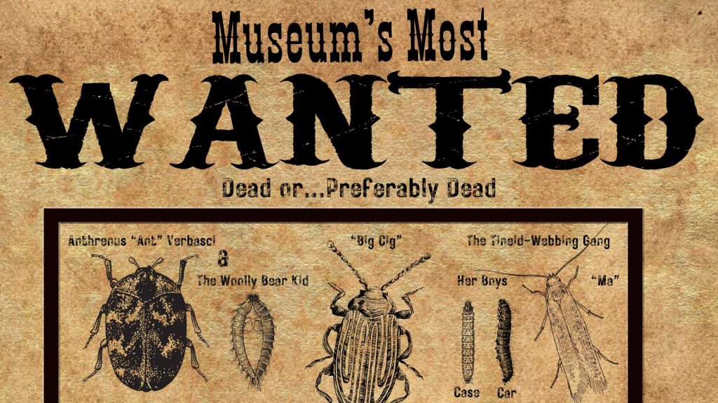 images of insects in the style of an old fashioned wanted poster