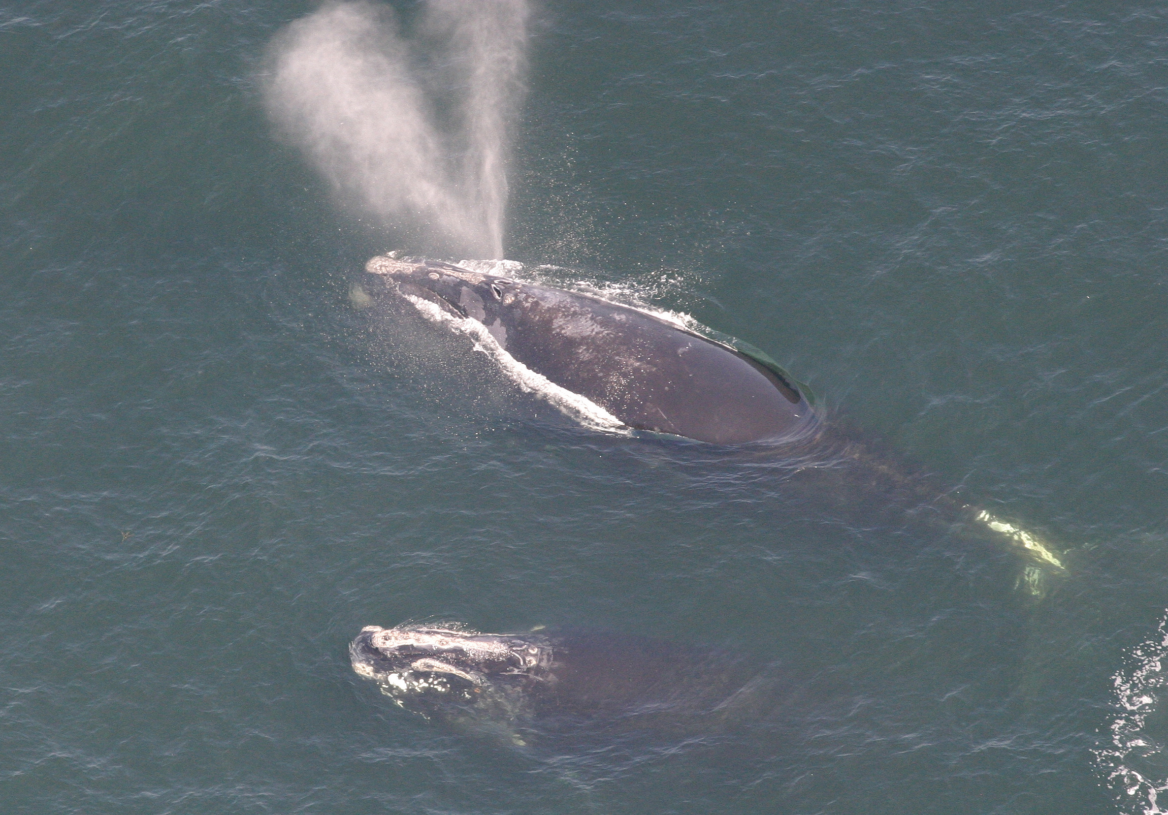 aerial view of right whale swimming next to what appears to be a juvenile right whale
