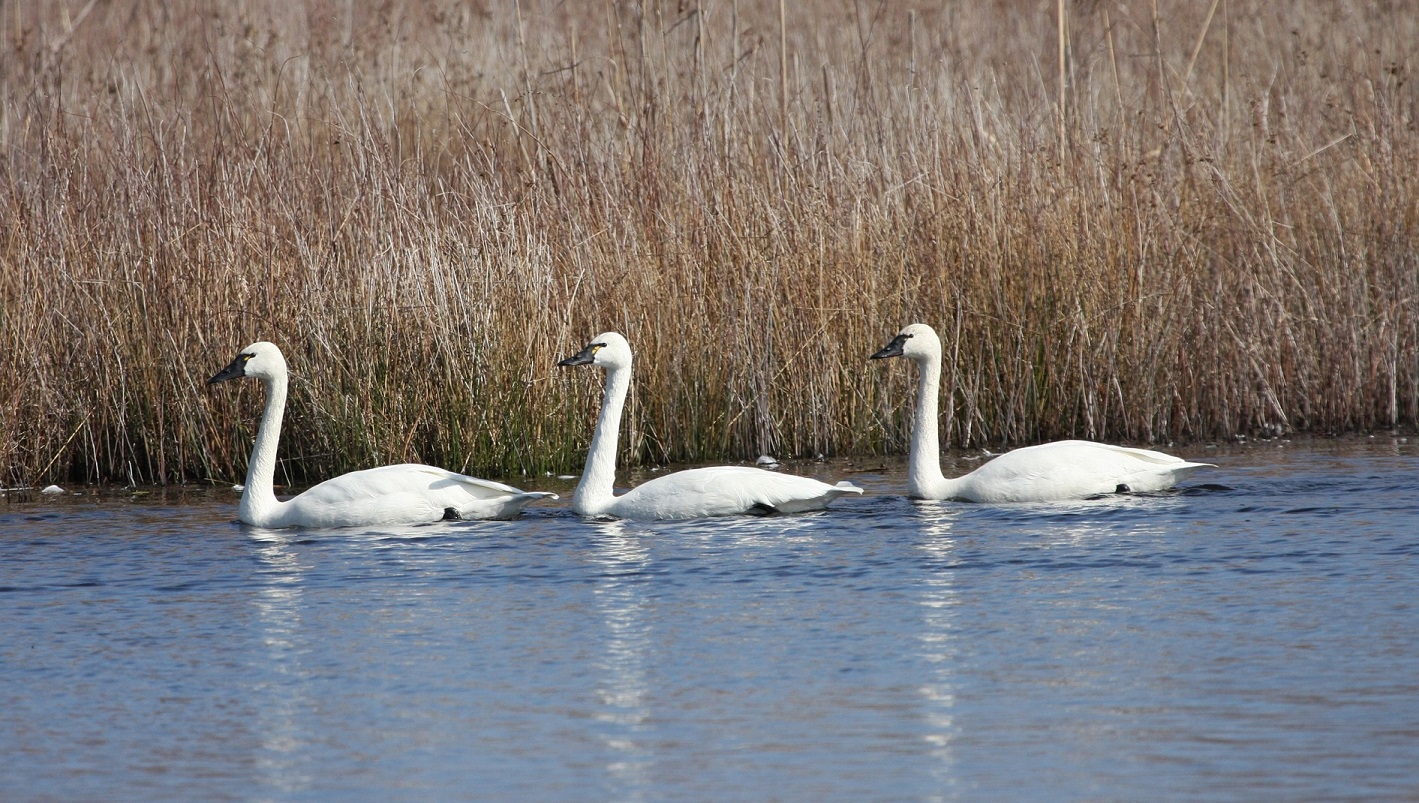 three tundra swan swimming in front of marsh grass