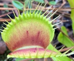 close up of a venus fly trap