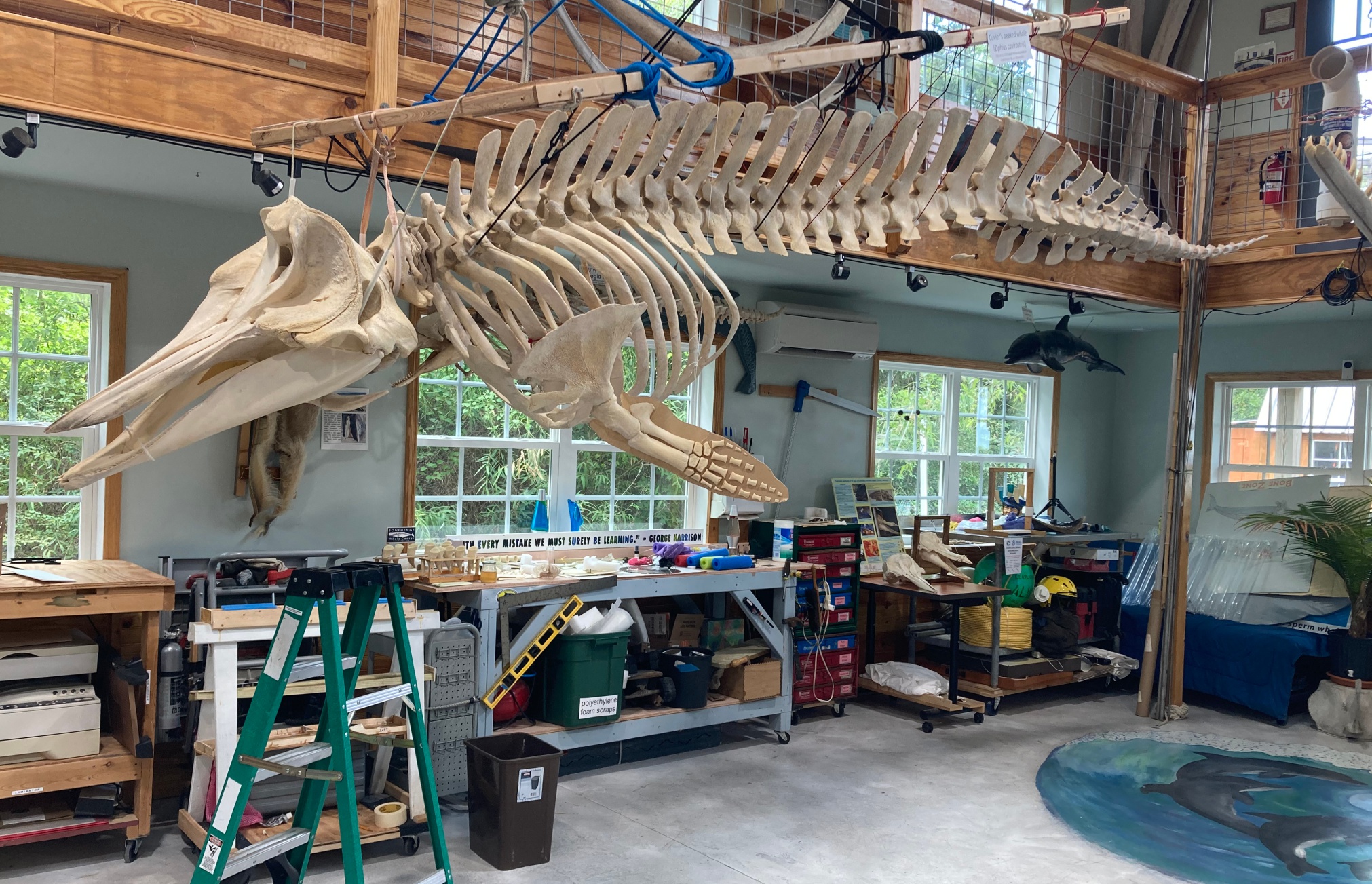 A small whale skeleton hangs in a workshop setting